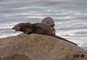 Lutra Canadensis